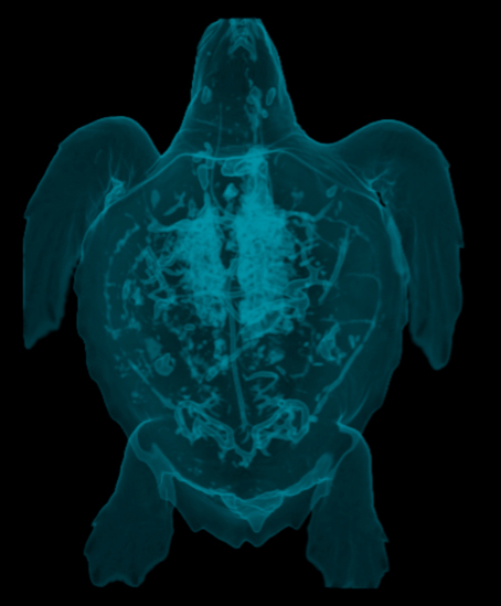liquid motion film The Diver turtles recompression oceanografic foundation